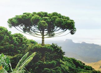 Aprovado projeto que estimula o plantio da araucária no Paraná