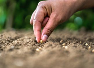 Em tempos de pandemia, o que podemos cultivar em nossas casas?