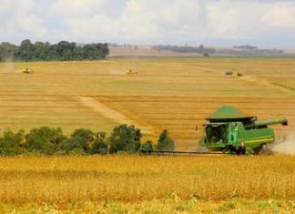 Safra de grãos do Paraná deve atingir 41 milhões de toneladas