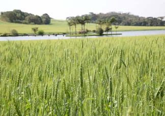 Agricultura reforça importância do seguro rural para o produtor
