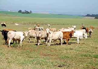 Adapar orienta sobre mudanças no trânsito de animais