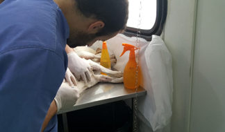 Cidades do Norte e Norte Pioneiro vão receber castrações CASTRAÇÃO