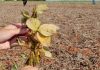 Vazio sanitário da soja começa em 10 de junho, alerta Agricultura
