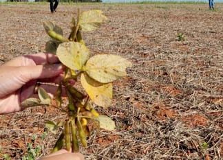 Vazio sanitário da soja começa em 10 de junho, alerta Agricultura