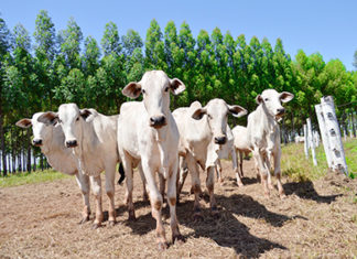 Bovinocultura projeta boas perspectivas no segundo semestre BOVINO
