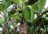 Boletim agropecuário aponta perdas na cultura da banana BANANA