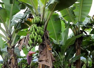 Boletim agropecuário aponta perdas na cultura da banana BANANA
