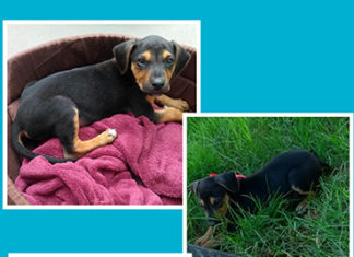 Cãezinhos e gatinhos também merecem um lar Ong Reviva