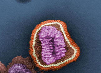 Adapar acompanha caso de H1N2 e orienta produtores ADAPAR