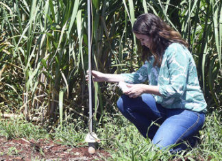 SENAR-PR realiza diagnóstico do plantio da cana-de-açúcar no Paraná SENAR
