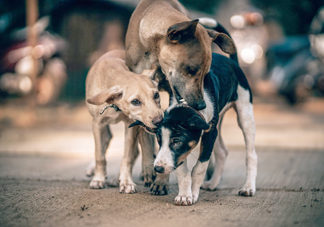 Projeto Bicho realiza ‘Drive thru Solidário’ neste sábado, dia 04