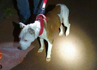 Bombeiros e voluntários do Projeto Bicho resgatam pitbull solto no Jardim Paraíso Pitbull