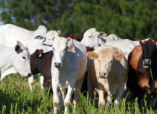 Paraná conquista reconhecimento nacional de Área Livre de Aftosa sem Vacinação AFTOSA