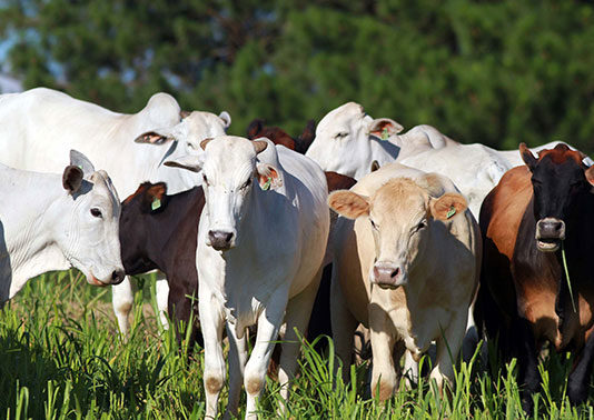 Paraná conquista reconhecimento nacional de Área Livre de Aftosa sem Vacinação AFTOSA
