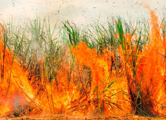 Paraná suspende por 30 dias queimada de cana-de-açúcar CANA de AÇUCAR