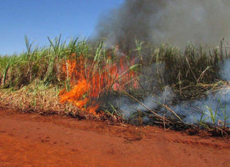 Adiado prazo para suspensão da queima de cana-de-açúcar QUEIMADA
