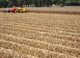 Boletim agropecuário destaca colheita do milho no Paraná CURITIBA COLHEITA
