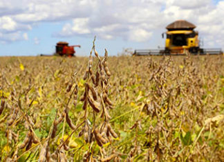 Paraná vai colher mais de 41 milhões de toneladas de grãos soja