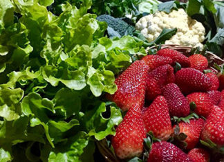 Procura por orgânicos aumenta com a pandemia