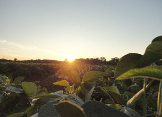 Sicredi registra crescimento de 60% em seguros agrícolas e reforça gestão de risco no agronegócio SICREDI