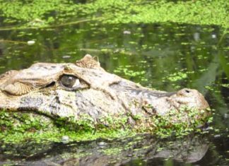 IAT alerta para presença de animais silvestres em áreas urbanas