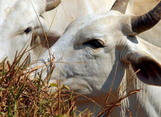 Vacinação contra febre aftosa já imunizou 166 milhões de animais AFTOSA