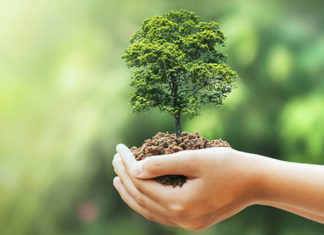 Plantio de mudas nativas marca comemoração ao Dia da Árvore DIA da ARVORE