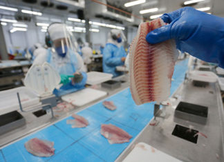 Boletim Agropecuário destaca a exportação de tilápia TILAPIA