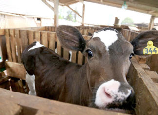 PR proíbe entrada de fêmeas sem vacina contra brucelose