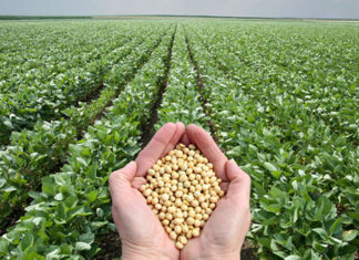 Sistema FAEP/SENAR-PR promove curso pioneiro de seguro agrícola para grãos FAEP