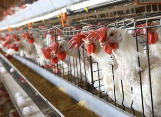 FAEP reforça importância da Tarifa Rural Noturna FAEP-TARIFA-NOTURNA