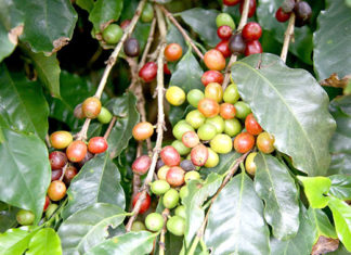 Governo apoia produção de cafés especiais no Norte Pioneiro