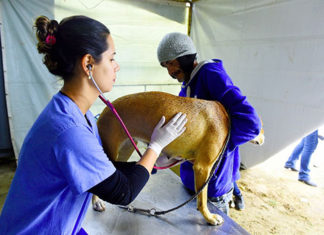 Município firma convênio junto ao ‘Programa de Esterilização de Cães e Gatos’ castração