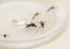 Paraná soma 1.192 casos de dengue registrados a partir de agosto DENGUE