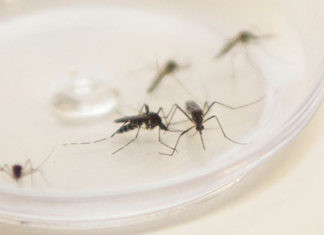 Paraná soma 1.192 casos de dengue registrados a partir de agosto DENGUE