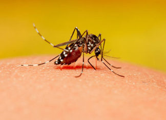 Boletim da dengue soma 1.251 diagnósticos confirmados