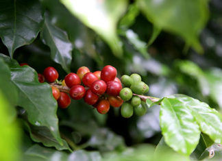 Produtores de São Jerônimo da Serra e Congonhinhas vencem concurso 2020