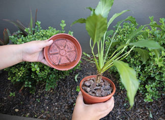 Verão exige atenção da população na prevenção da dengue