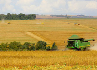 Paraná deve produzir 24 milhões de toneladas na safra de verão