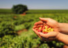 Fazenda de café em Santa Mariana é destaque em ‘Feito no Paraná’