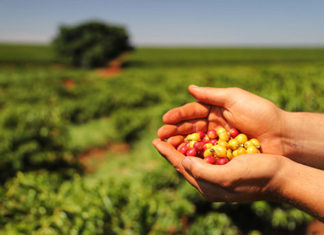 Fazenda de café em Santa Mariana é destaque em ‘Feito no Paraná’