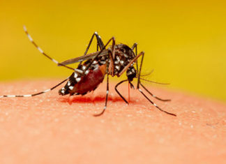 Estado tem 1.946 casos de dengue e combate à doença continua como prioridade DENGUE-PR