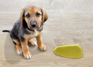 Erros que (quase) todos os tutores cometem quando um filhote de cão chega em casa