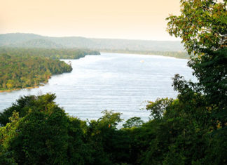 Sicredi recupera áreas de mata nativa