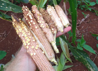 Produtores de milho devem adotar cuidados para controle de doença nas lavouras