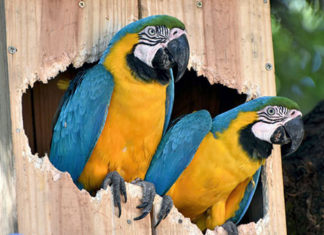 Arara-canindé Arara-canindé