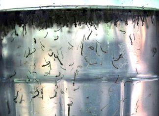 Informe da Dengue registra 605 novos casos no Paraná