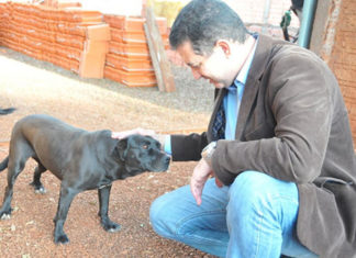 Projeto de lei quer incluir direitos dos animais no currículo escolar