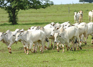 Segurança: Santo Antônio da Platina cria projeto de vigilância rural