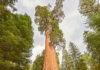 Sequoia-gigante